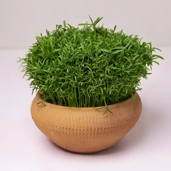 سبزه سفره هفت سین در گلدان سفالی