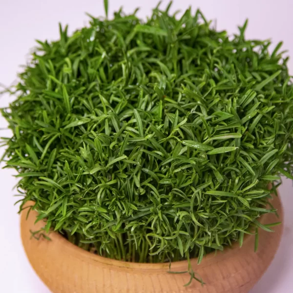 سبزه سفره هفت سین در گلدان سفالی